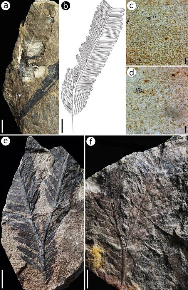 种子蕨植物“中华叉羽叶”在中国华南的新发现及意义