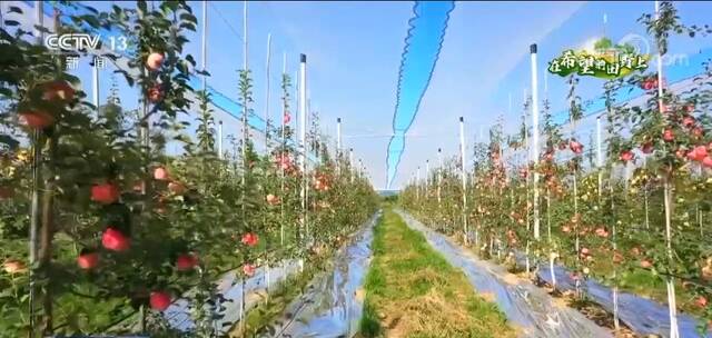 在希望的田野上  数十万亩苹果陆续成熟 特色产业推动乡村振兴