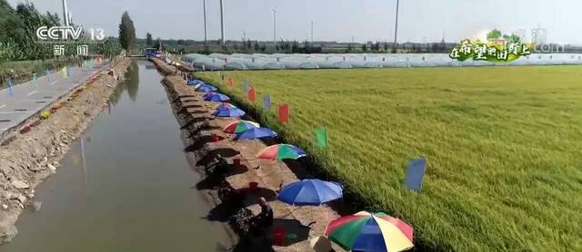 在希望的田野上  50多万亩稻田蟹喜获丰收 农民多渠道增收致富