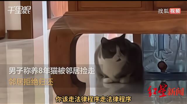 ↑“男子养了8年的猫被邻居捡走拒归还”的视频引发关注。图据网络