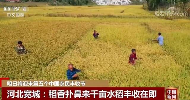 明日将迎来第五个中国农民丰收节 田间地头洋溢着丰收的喜悦