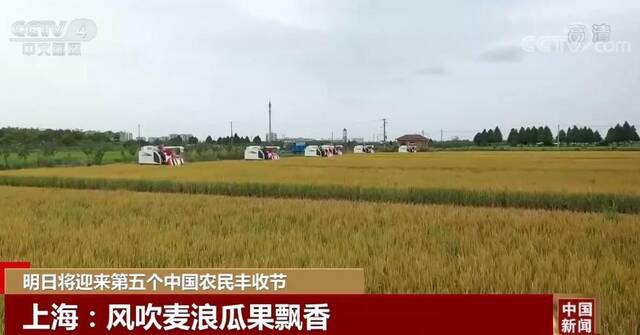 明日将迎来第五个中国农民丰收节 田间地头洋溢着丰收的喜悦