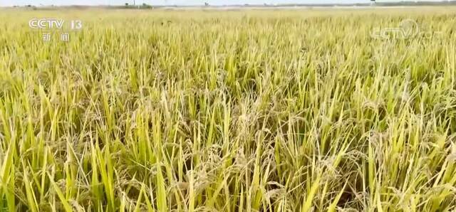 中国农民丰收节  稻蟹综合种养 昔日盐碱地变身“米粮川”