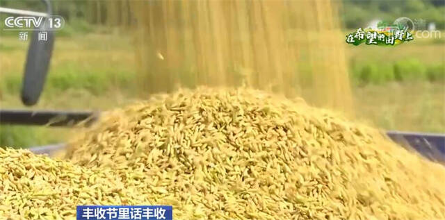 丰收节里话丰收  早稻面积和产量均实现增加