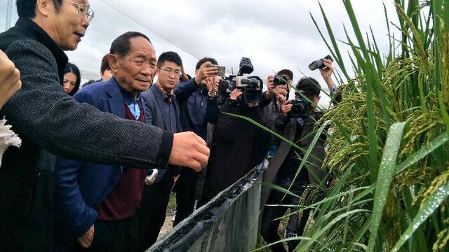 22个省份试种巨型稻，能否让“禾下乘凉”梦成真？