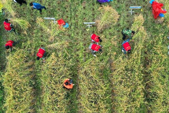 22个省份试种巨型稻，能否让“禾下乘凉”梦成真？