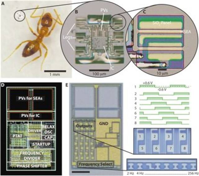（A）蚂蚁旁边的微型机器人。(B)机器人的放大视图。(C)机器人的一条腿,由刚性面板、活动铰链组成。(D)带有标记的主要电路块的电路的CAD布局图像。(E)微型机器人控制电路的光学显微镜图像。图片来源：《科学·机器人》