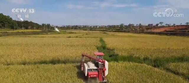 在希望的田野上  南方主产区水稻迎丰收 农机助力收割忙