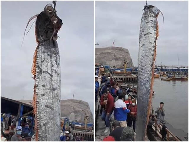 皇带鱼！智利渔民捕捉到5公尺长“地震鱼”近海发生6.1级强震