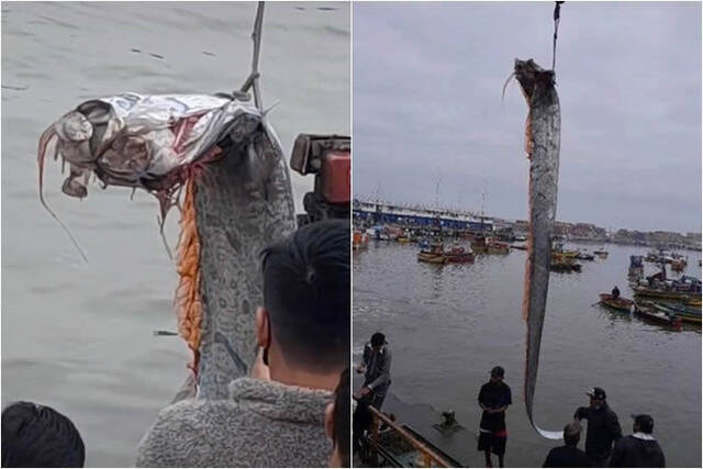 皇带鱼！智利渔民捕捉到5公尺长“地震鱼”近海发生6.1级强震