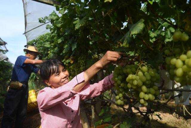 ↑在广西全州县才湾镇毛竹山村，当地村民在收获葡萄（2022年8月23日摄）。