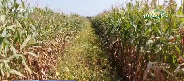 在希望的田野上  大豆玉米复合种植 丰产效率高