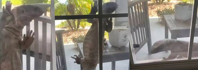 美国佛罗里达州奥兰多市巨蜥欲破窗而入屋主：犹如哥斯拉
