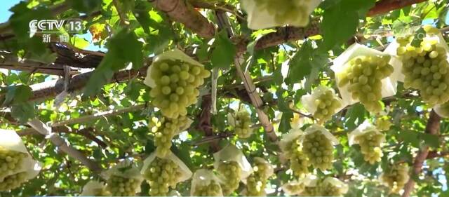 丰收中国 五彩之秋  宣化葡萄迎丰收 特色种植结硕果