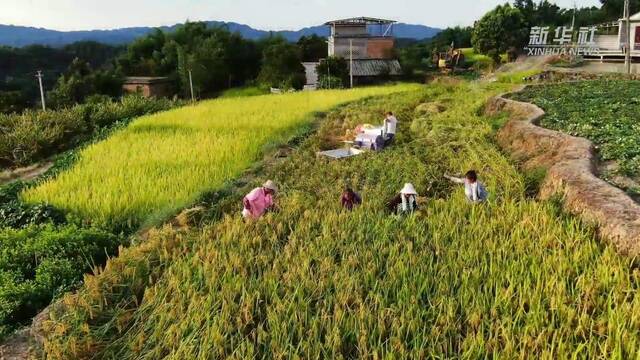 秋收见闻｜天府粮仓秋收忙