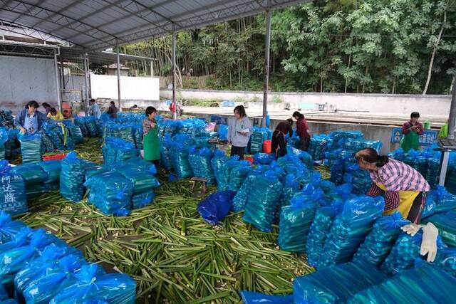 在丽水市景宁畲族自治县大漈乡茶林村，新采的茭白正在被打包装车。新华社记者郑梦雨摄