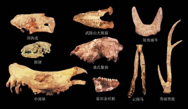 湖北郧阳学堂梁子遗址新发现：距今约100万年的“郧县人”3号头骨化石