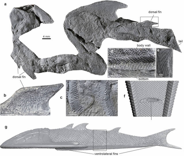 英国《Nature》杂志：4.36亿年前灵动土家鱼为脊椎动物成对附肢起源提供关键化石证据