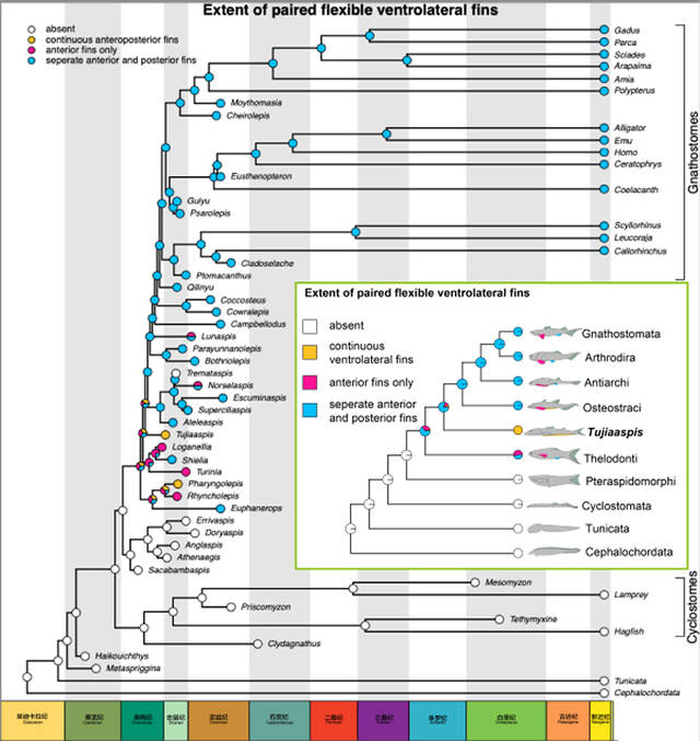 英国《Nature》杂志：4.36亿年前灵动土家鱼为脊椎动物成对附肢起源提供关键化石证据