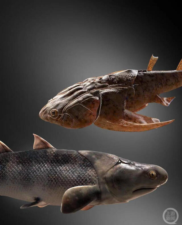 ▲沈氏棘鱼（左）和秀山鱼（右）。图片来源/拟石科技/ScienceApe