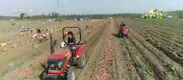在希望的田野上  5万亩红薯喜获丰收 电商促销助增收