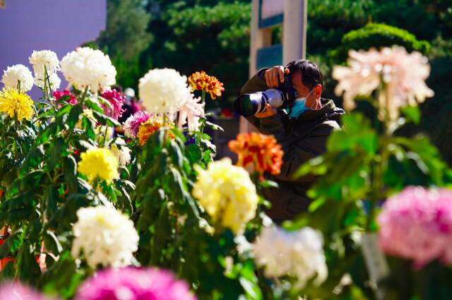 国家植物园（北园）重阳赏菊