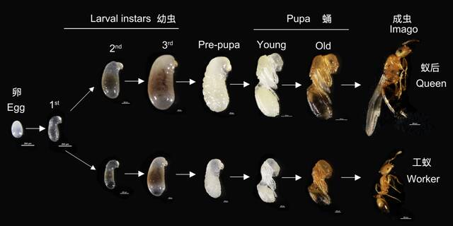 蚂蚁（法老蚁）的蚁后与工蚁的品级分化。一开始，蚂蚁胚胎个体之间在表型上没有明显差异。随着品级分化，蚁后与工蚁之间的差异逐渐增大。（中科院昆明动物研究所戴学勤博士制）