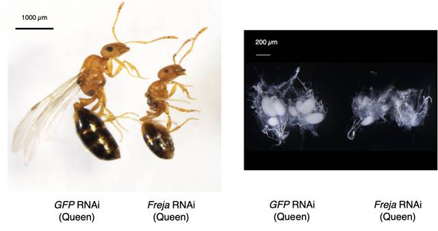 在原本发育成蚁后的个体里人为降低Freja基因（一个蚂蚁分化过程中受到强烈分轨化约束的基因）的表达，使原本该发育成蚁后的个体外部形态变得更像工蚁（左图），同时使它们的卵巢发育不良（右图）。（中科院昆明动物研究所戴学勤博士摄）