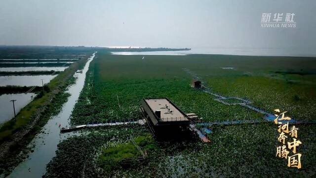 江河奔腾看中国·淮河行丨“大湖鸿雁”唐真亚：见证淮河流域巨变