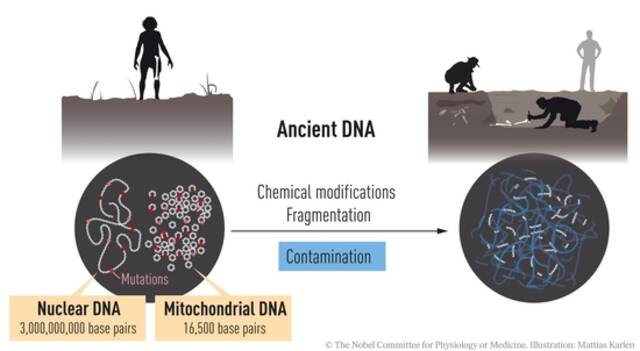 诺奖解读｜古DNA破解人类从何而来，一项“几乎不可能的任务”