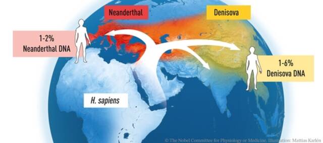 诺奖解读｜古DNA破解人类从何而来，一项“几乎不可能的任务”