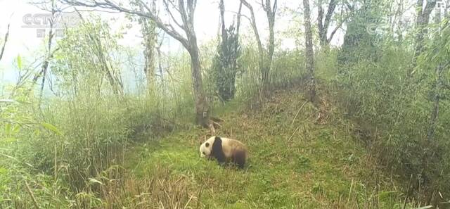 保护与研究并重 大熊猫保护10年来取得重大成效