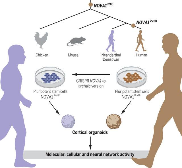 现代人与已灭绝古人类有何差异——解读2022年诺贝尔生理学或医学奖