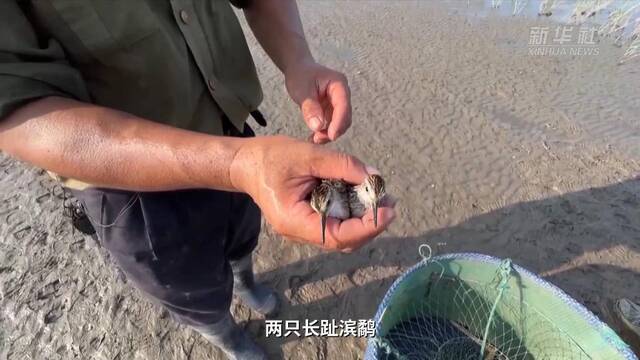 江河奔腾看中国·长江行｜候鸟迁徙季 他在上海东滩守护这些“蓝天精灵”