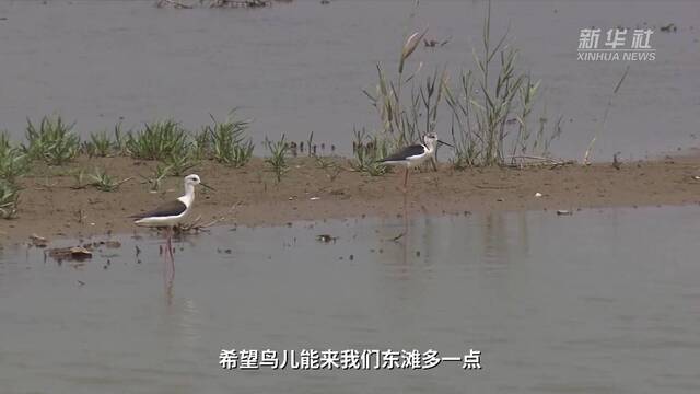 江河奔腾看中国·长江行｜候鸟迁徙季 他在上海东滩守护这些“蓝天精灵”