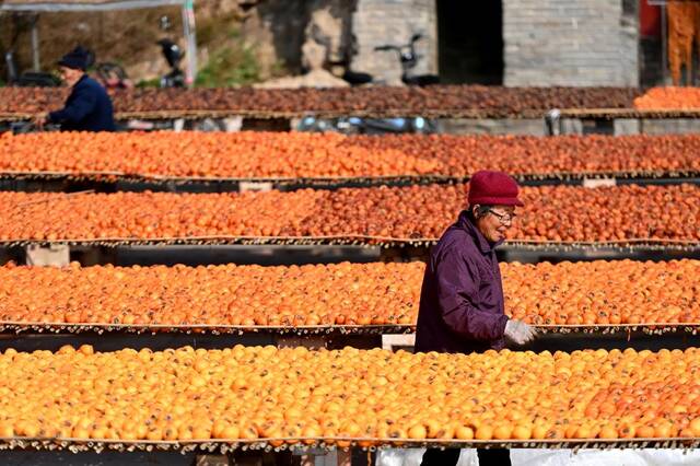 山西省孝义市新民村村民在检查晾晒的柿子果面。新华社发（刘亮亮摄）