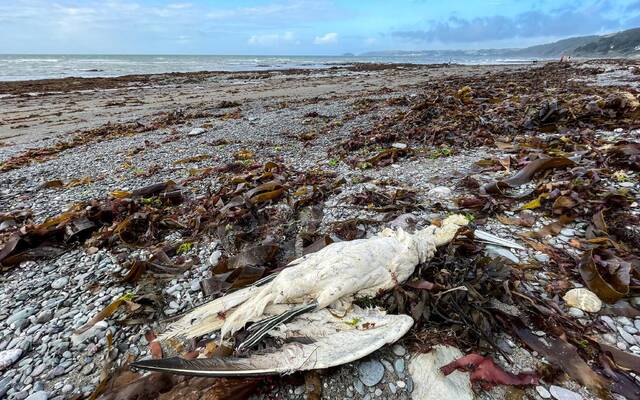 ▲2022年9月，英国，由于禽流感的暴发，海鸟尸体被冲上了海岸。图/IC photo