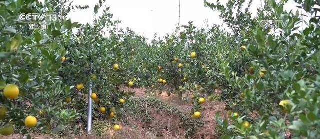 在希望的田野上  果农采摘忙 赣南早脐橙喜获丰收