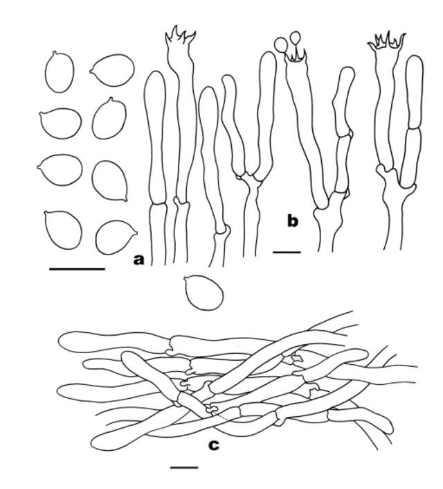 ▲白盖鸡油菌显微结构图（FHMU1987，主模式）a。担孢子；b。担子；c。菌盖表皮