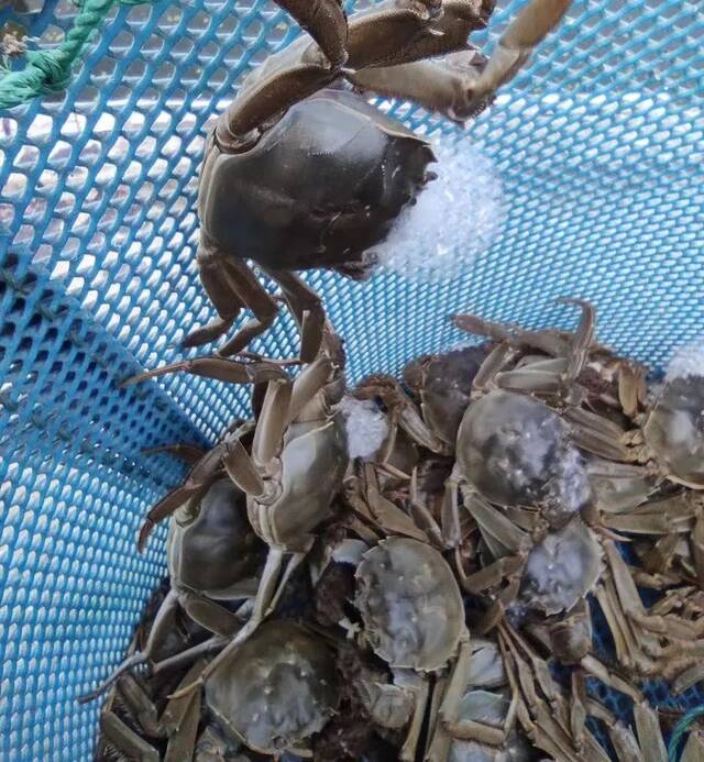 9月23日，一位蟹商在昆山市巴城镇阳澄湖大闸蟹开捕现场，拍下的大闸蟹。受访者供图