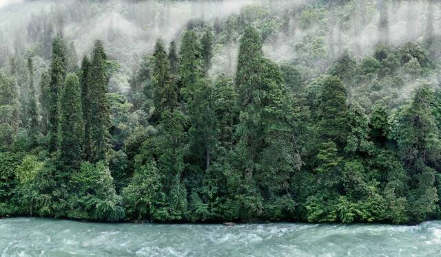 察隅河岸畔的巨树群落摄影及合成：“野性中国”工作室团队