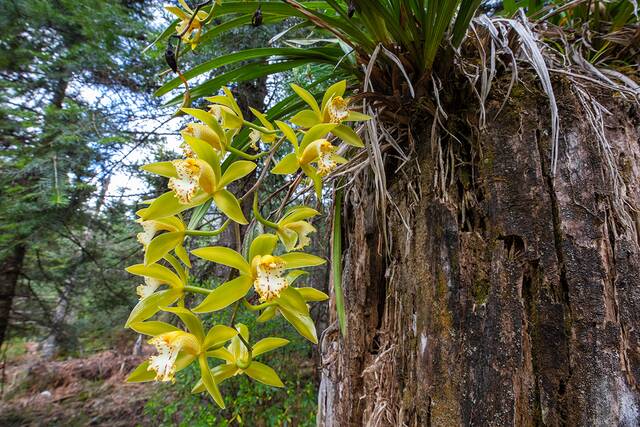 国家二级保护植物虎头兰，察隅原始森林科考队员、国家重要野生植物种质资源库辰山中心工程师钟鑫摄