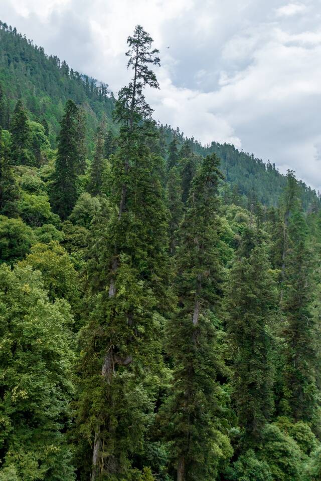 攀树直接测量与无人机辅助结合调查巨树科考队员、中科院植物研究所王孜博士研究生摄