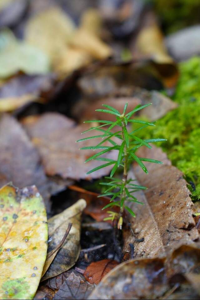 巨树群落中的云南黄果冷杉的幼苗科考队员、中科院植物研究所王孜博士研究生摄