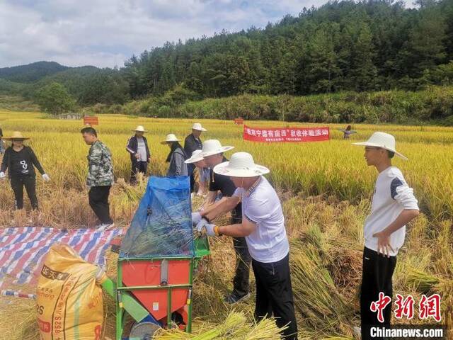 秋收体验活动现场。陈孝眷摄