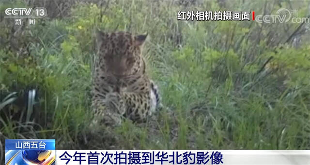 山西省五台山今年首次拍摄到华北豹影像