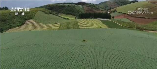 在希望的田野上  因地制宜 四川峨眉山高山蔬菜大丰收