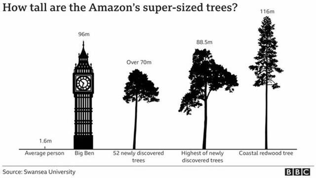 巴西亚马孙雨林地区的伊拉塔普鲁河自然保护区发现世界最高的树亚马孙乌木高达88.5米