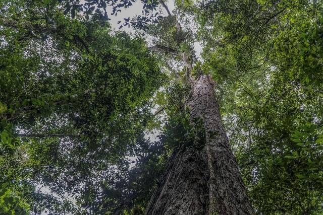 巴西亚马孙雨林地区的伊拉塔普鲁河自然保护区发现世界最高的树亚马孙乌木高达88.5米