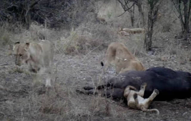 南非克留格尔国家公园一只幼狮将头塞进水牛肛门里卡住动弹不得